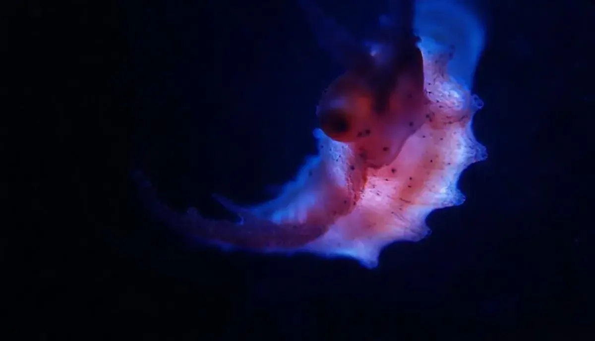 《蓝色星球：深海秘境》宽幅海平线海报